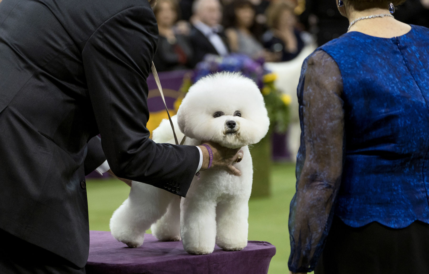 Westminster Dog Show